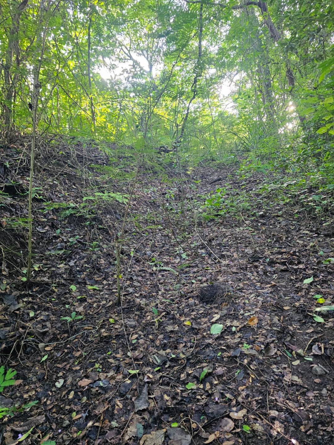 39 Hectares of Premium Land in Santa Cruz