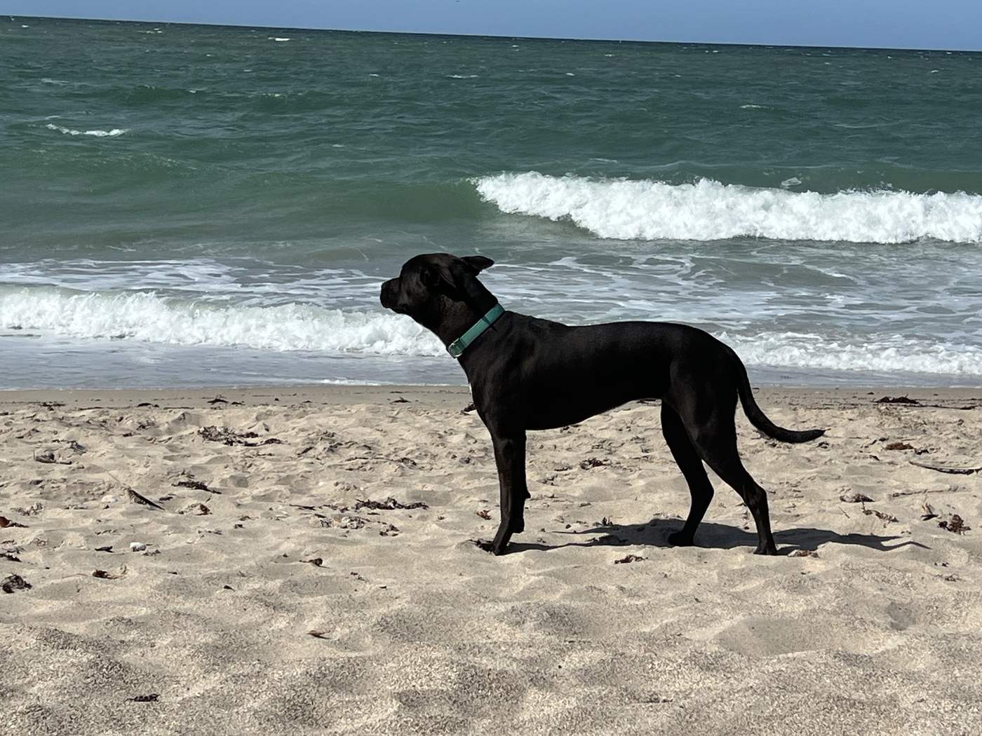 Moving to Costa Rica with Pets: Flights, Paperwork, Vets