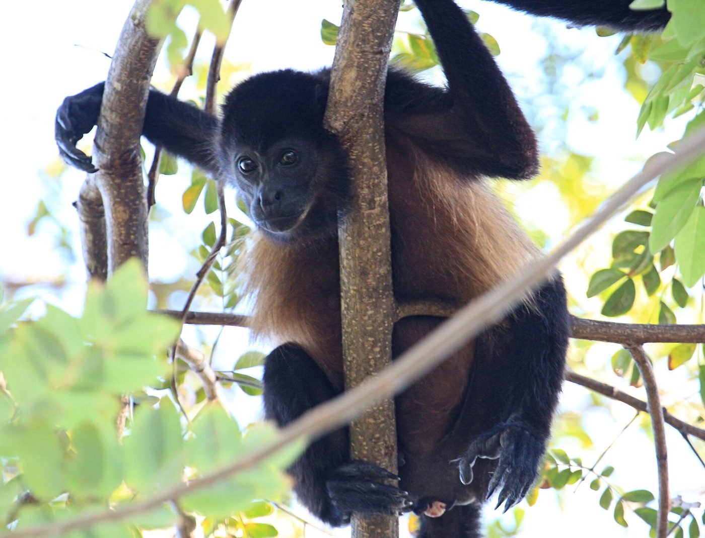 Wildlife of Guanacaste: What You Will Actually See Living Here