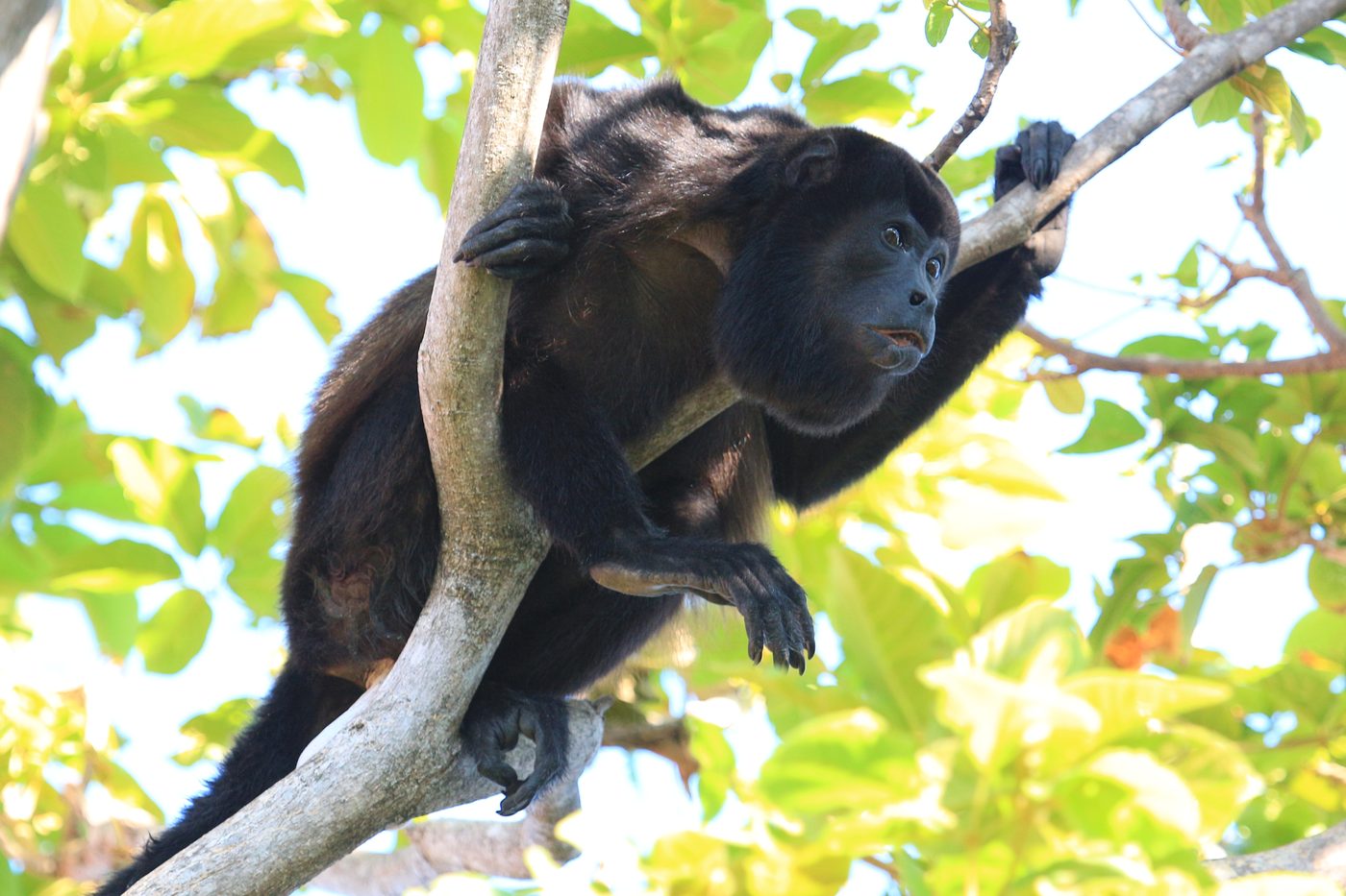 Wildlife You Will Actually See on the Gold Coast