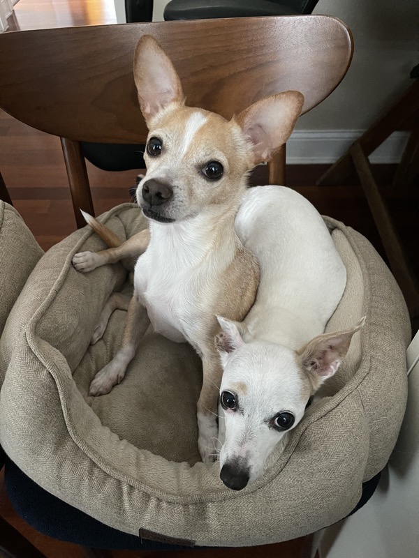 Ozy & Stella